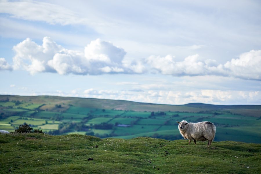 The Wales Agriculture Bill paves the way for transformational legislation to support farmers to produce food in a sustainable manner