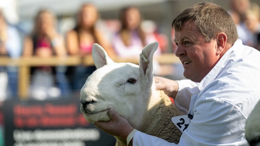 Andrew Polson has been selected to send North Country Cheviot semen to the USA after the lifting of a 30 year ban