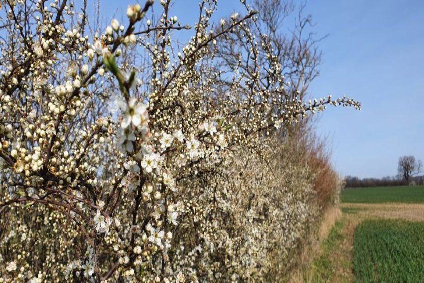 The government has a target for farmers to create or restore 30,000 miles of hedgerows by 2037 (Photo: Defra)