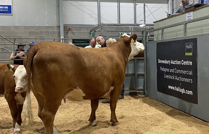 The Santa Maria herd dispersal included some of the best bloodlines in the breed (Photo: Halls)