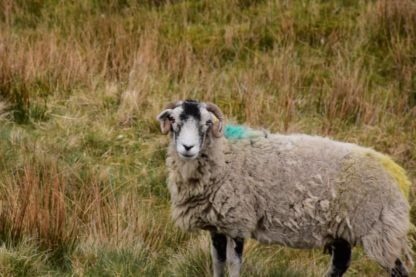 The project will collect data to genetically reduce methane emissions and improve the efficiency of the national sheep flock