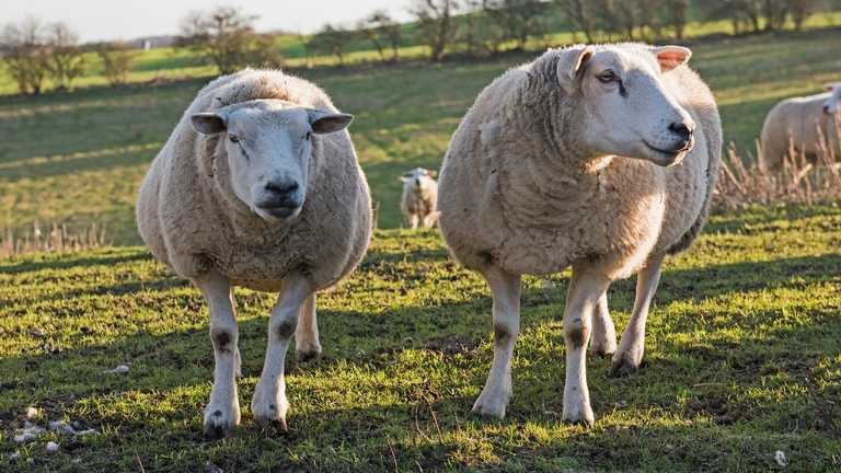 Over three years, the project will measure methane emissions from a total of 13,500 sheep across 45 flocks (Photo: Harper Adams University)