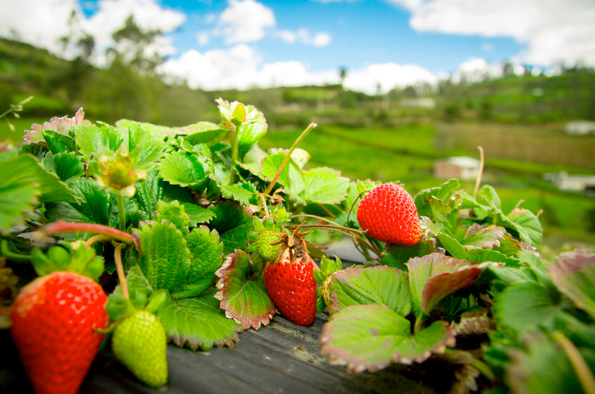 The UK soft fruit sector employs 29,000 seasonal workers each growing season - 99% of whom come from overseas