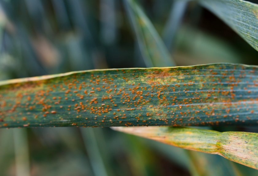 Brown rust is now being found on variety Theodore – a hard group 4 wheat with a resistance score of 8