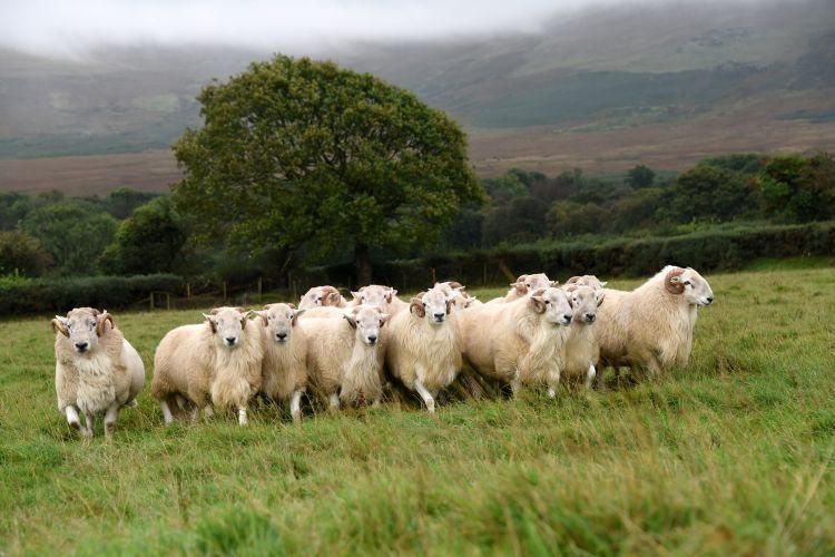 Sheep genomics plays an important role in identifying and selecting livestock for mating (Photo: HCC)