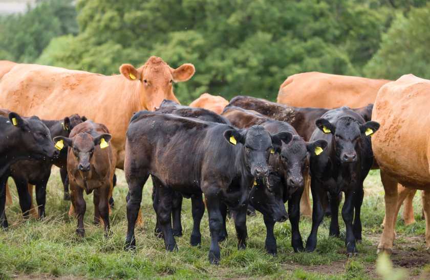 The NBA has sent a message to Rishi Sunak, warning that 'misguided' farming policy will push the British beef sector into 'crisis'