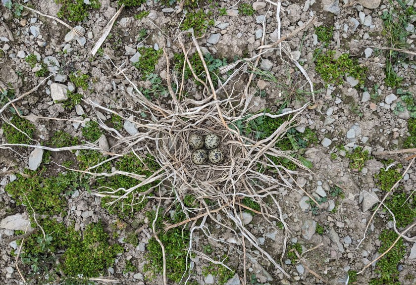 Farmland is critical for the birds’ future as they nest in a variety of rural habitats (Photo: SAC Consulting)