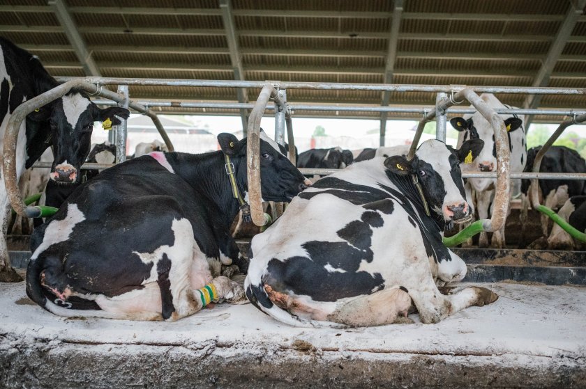 Average milk yield losses in June could have been 31.1 litres per housed cow, and 36.6 litres per grazing cow (Photo: Lallemand)