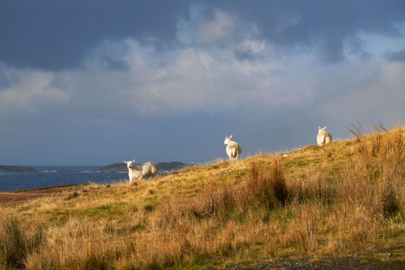 The project has seen over 65,000 school children cook and eat Scotch Lamb over the past three years