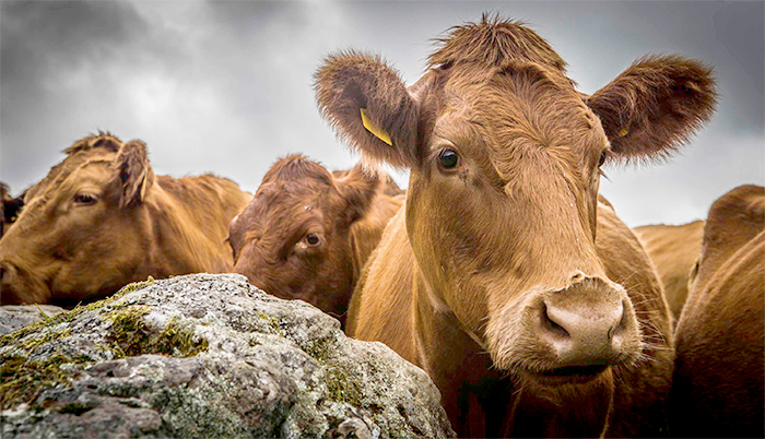 The initiative seeks to transform the UK livestock sector by reducing the burden of endemic diseases on animal health