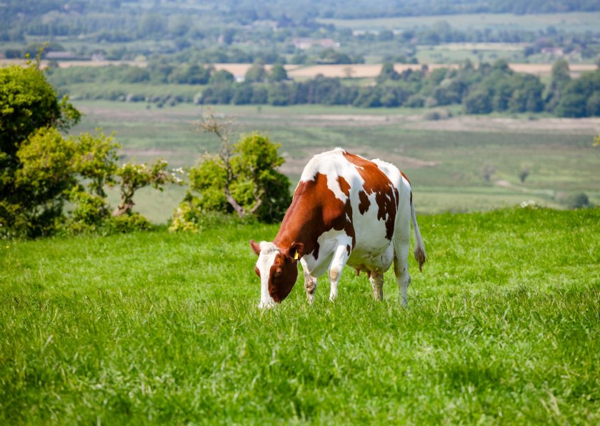 Farm vets are calling for a minimum farmgate price to be implemented to ensure a fair deal for farmers