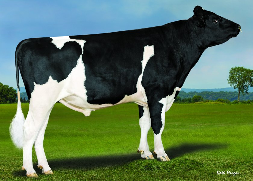 Wilra Knowhow, the new leading daughter-proven bull, has been ranked by the AHDB as first ranked on £ACI