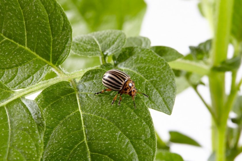 If not eradicated, Colorado potato beetles are a significant threat to potato crops (Photo: Fera Science Ltd/Defra)