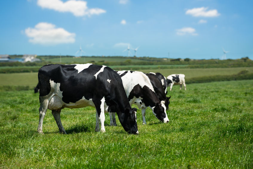 Nearly a quarter of dairy farmers said they were "unsure" if their business would continue producing milk beyond 2025
