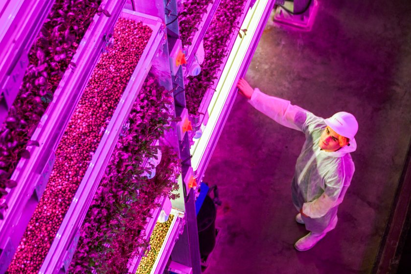 Fisher Farms' Norwich vertical farm is one of the largest in the world (Photo: Fischer Farms)