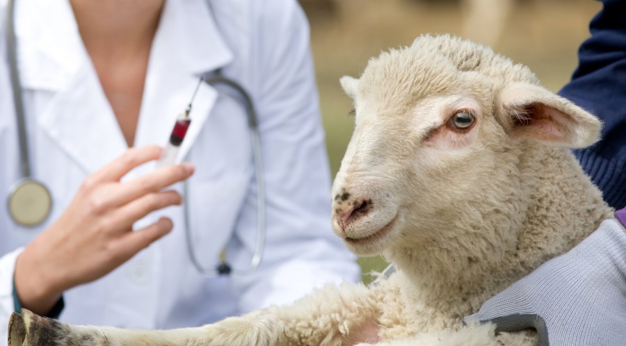 Researchers are seeking to develop a commercial product to help control this major issue in the sheep industry in the UK and beyond