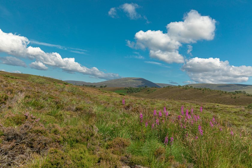 The programme seeks to create bigger and more connected wild areas across the country