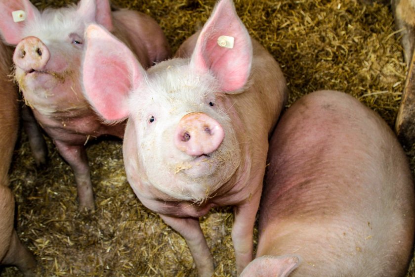 PRRSV is a widespread disease affecting domestic pigs, according to the World Organisation for Animal Health (WOAH)