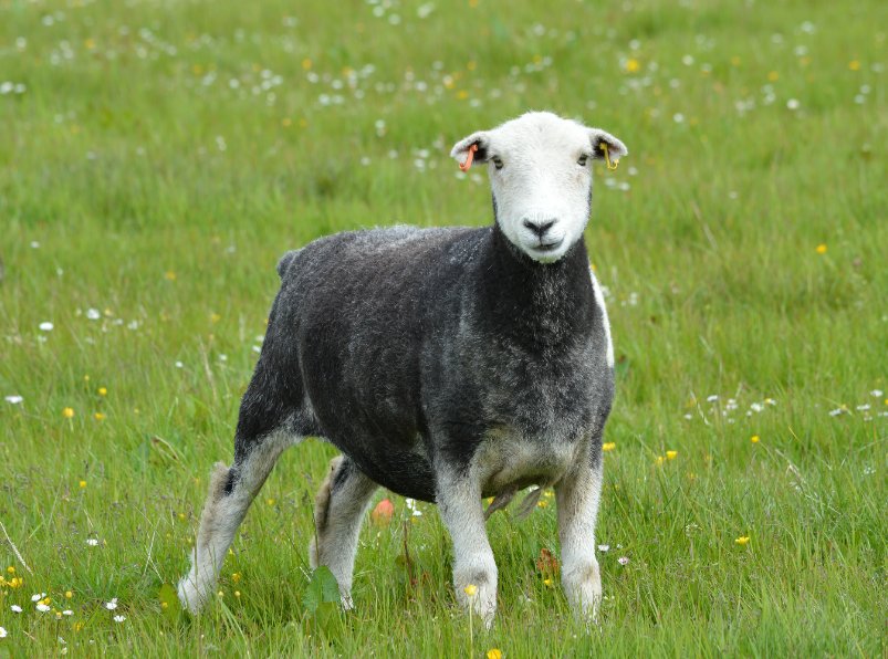 Britain has the largest number of native sheep breeds of any country in the world