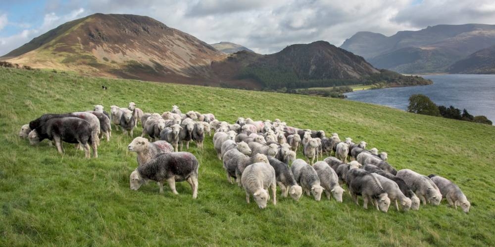 Love Lamb Week highlights the advantages of the UK climate in producing lamb (Photo: National Sheep Association)