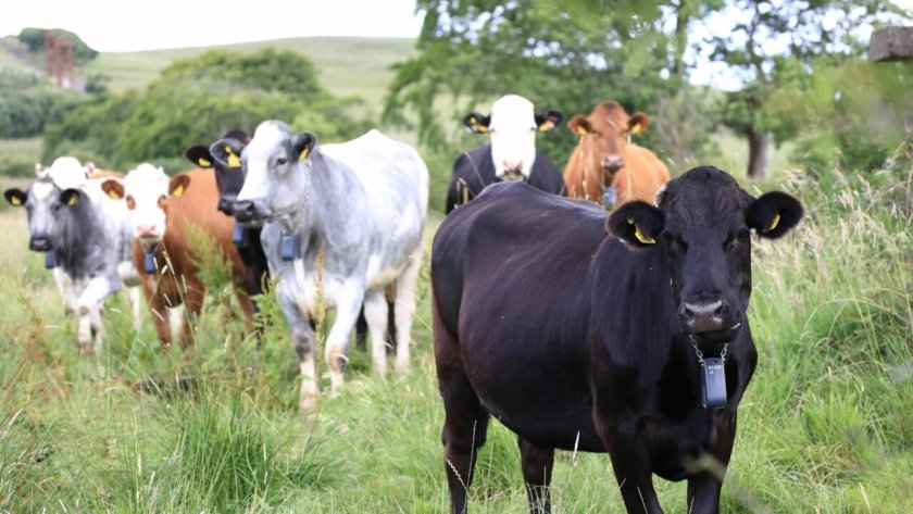 The GPS collars enable the cattle to be guided into carefully chosen areas (Photo: Ulster Wildlife)