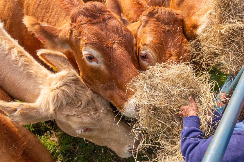 Proposals seek to reduce red tape for farmers and pave the way for a new digital cattle registration system