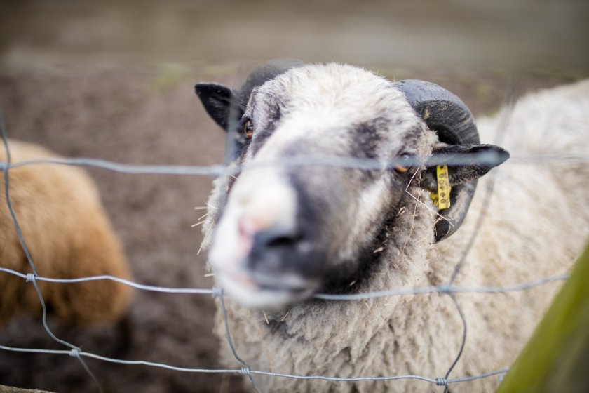 The last outbreak of bluetongue in the UK was in 2007, meaning it has been officially free of the virus since 2011