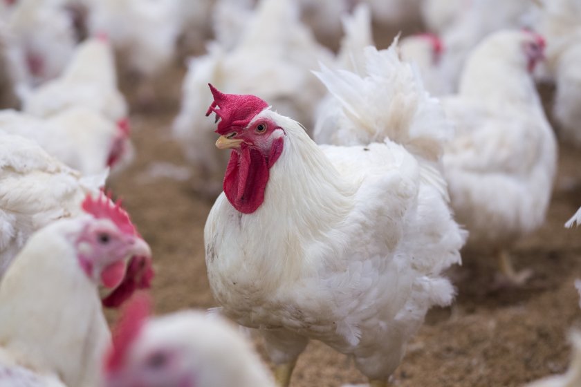 Concerns about meat chicken breeds have been frequently highlighted by animal welfare organisations