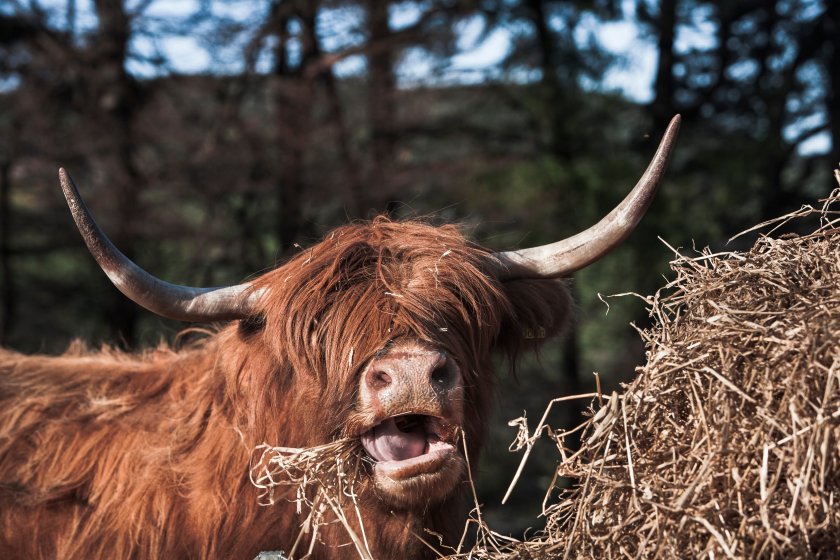 Ministers have highlighted the Scottish government’s opposition to any derogation of food safety and animal welfare standards