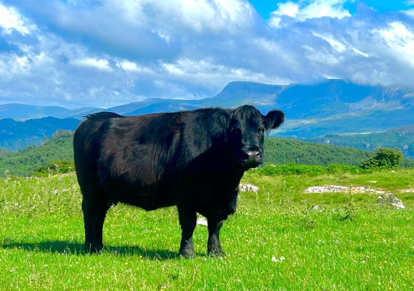 The Welsh Black takes the top prize following the FUW's photo competition (Photo: FUW)