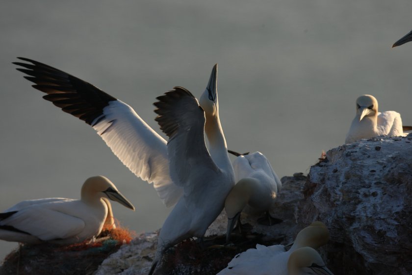 Investigations in a small sample size of some species of seabird has revealed specific immunity to avian influenza H5N1