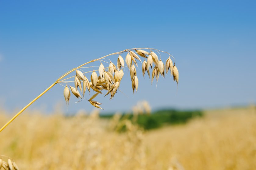 This year's oat harvest is down by 166 Kt from the year before, provisional data shows