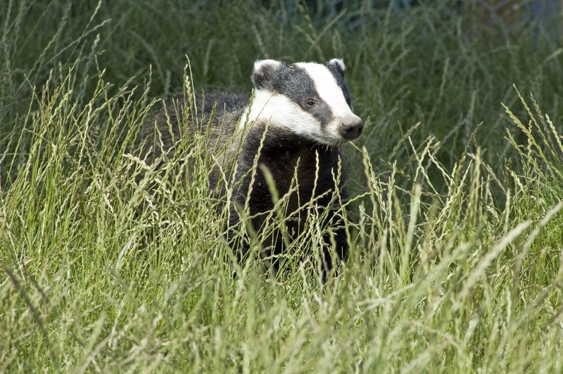 The Birch Review shows that bTB in herds can be reduced by 56% in areas where there has been four years of culling