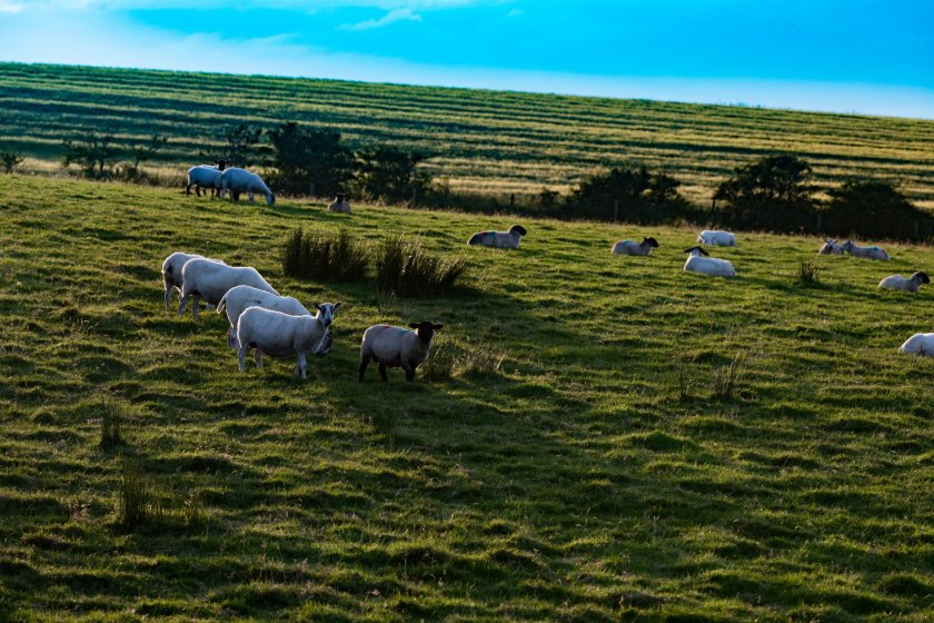 The survey aims to identify the investment needs for farms in Northern Ireland