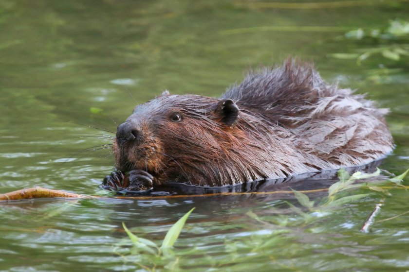 Farming groups argue beavers could have potentially serious implications on farmland