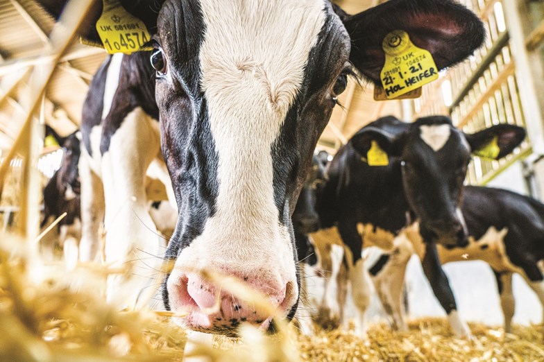 £2m has been awarded to seven innovative projects focused on improving dairy production and the supply chain (Photo: SRUC)