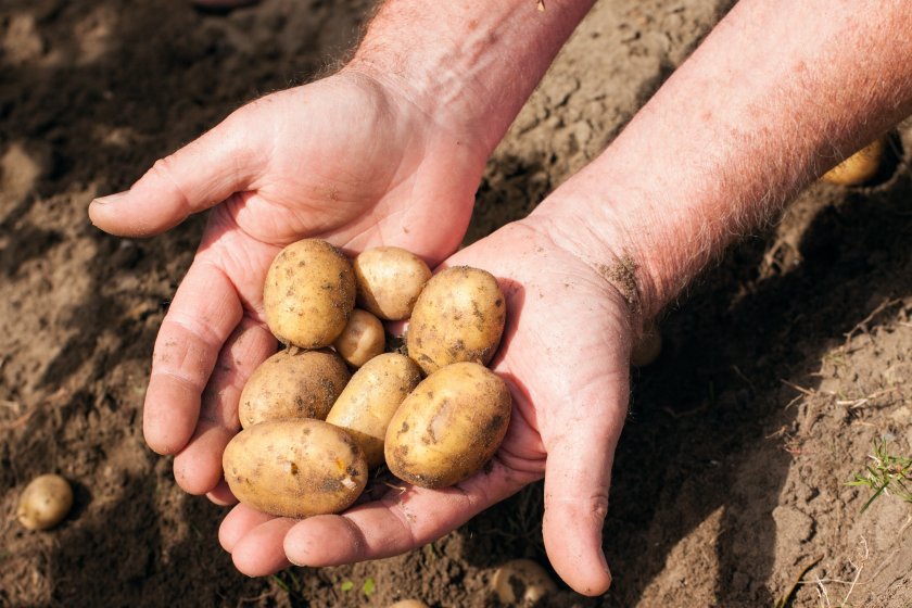 AKP Group was established in 1999 and is now one of the largest potato growers in the country