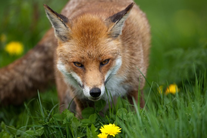 Fox cable restraint ban 'a dark day' for Scottish farmers and ...