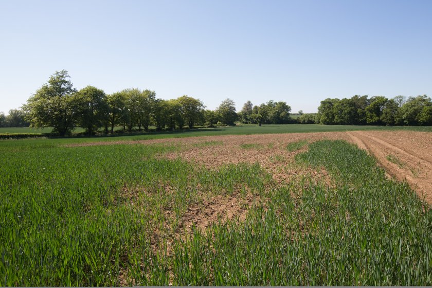 A slug damaged field of winter wheat. The three-year £2.6m research programme involving more than 100 UK farms