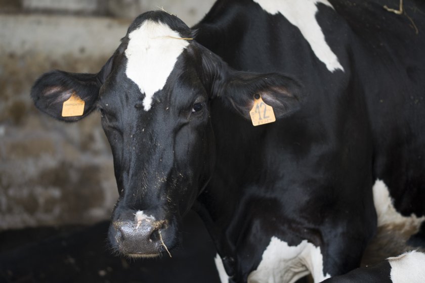 A case of Bluetongue has been confirmed in a single cow on a farm near Canterbury, Kent