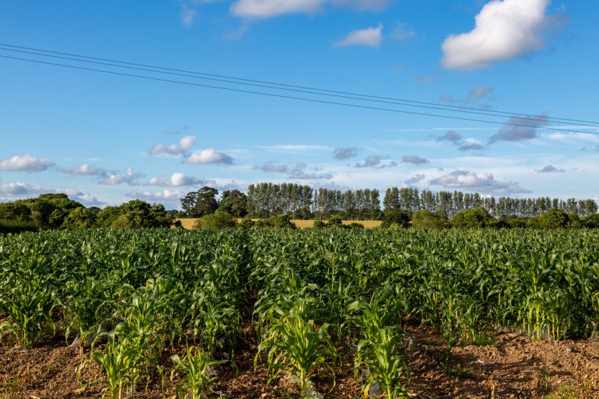 The government has given the green light for usage of seed treatments Korit, Redigo M and Force