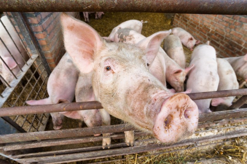 Pig producers have been told to report any signs of swine flu in their herds to their local vet