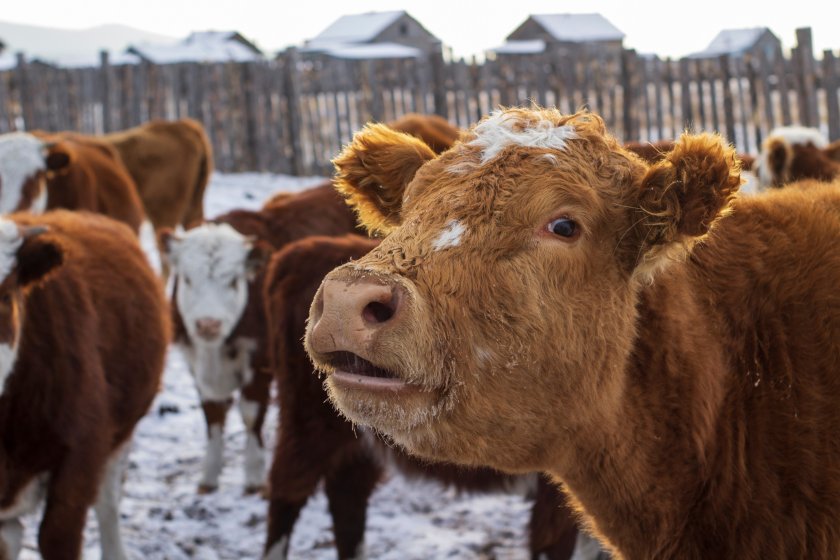 Four new cases of bluetongue were identified in cattle on two additional farms within the 10km TCZ