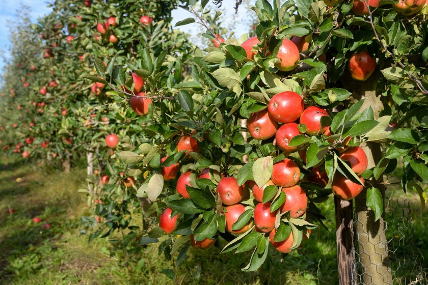 The former business secretary suggested that cheaper fruit should be imported from abroad