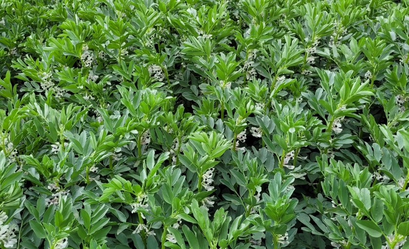 A total of six combining peas, two winter beans and three spring beans have been added to the list