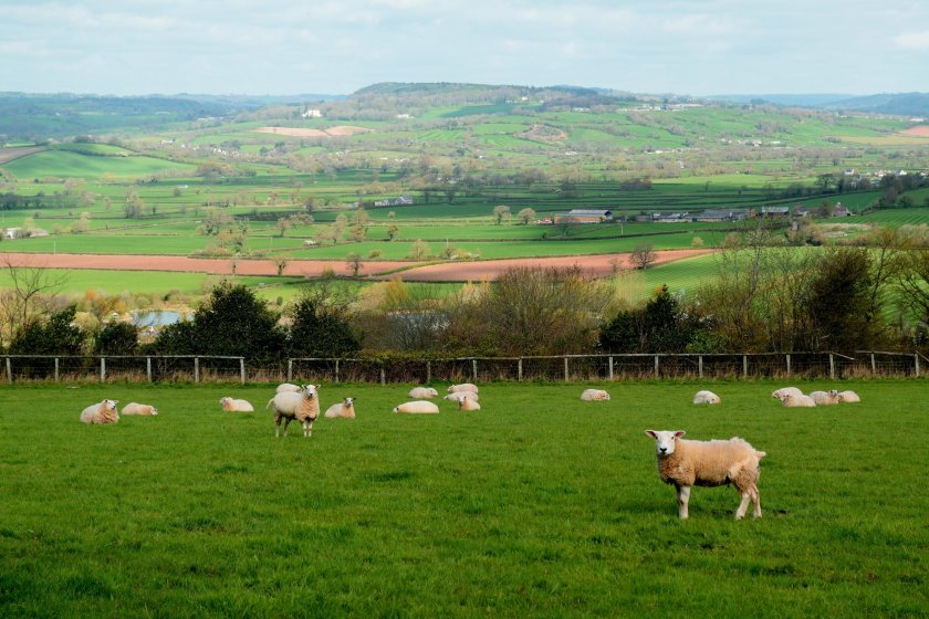 Farmers continue to be the most trusted sector of the food supply chain, AHDB's survey shows