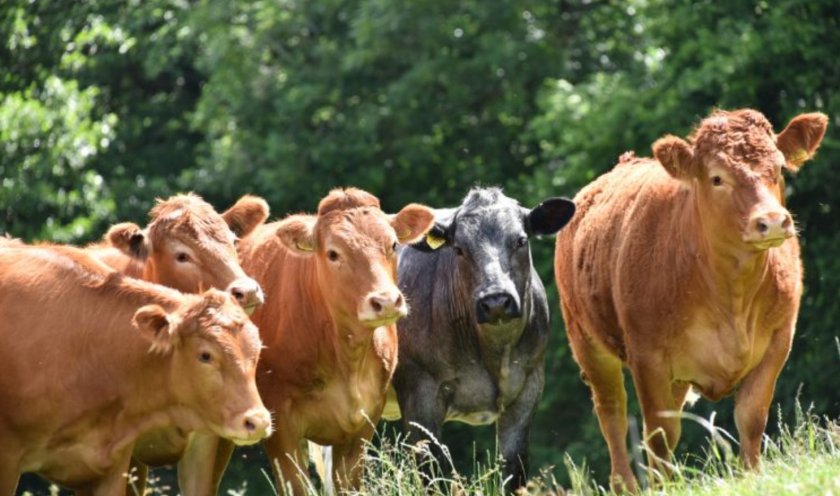 There was a boost for November prime beef prices as they levelled up year-on-year (Photo: HCC)