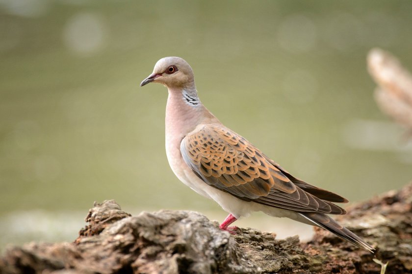 Farmers have been working to create feeding areas, maintain dense scrub and hedgerows as nesting sites