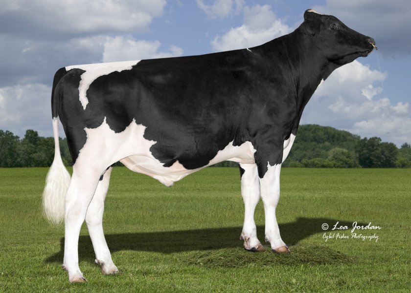 Peak AltaOrvar is the new number one genomic young sire