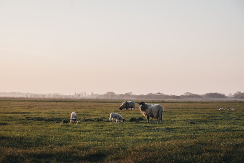 A temporary control zone (TCZ) has been put in place around the affected Norfolk farm